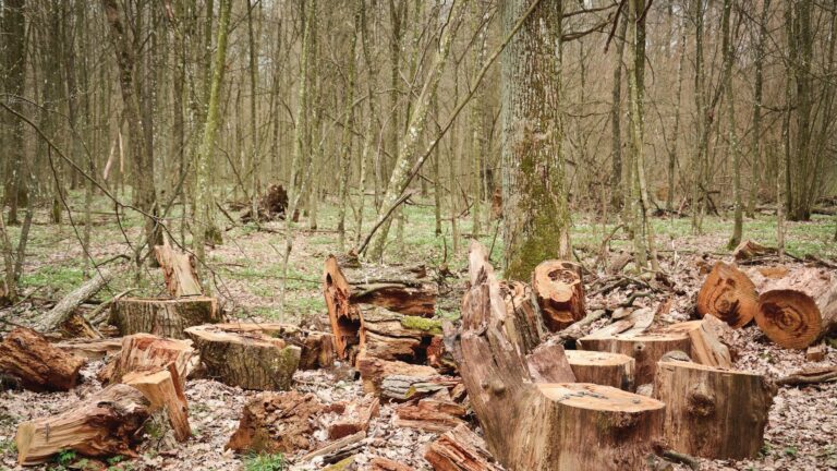 mudanças no processo de licenciamento ambiental no Brasil