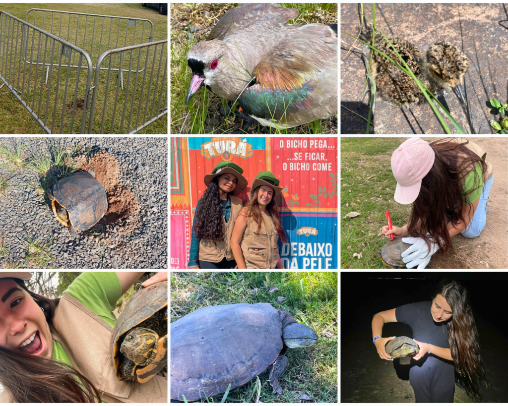 Monitoramento e Manejo de Quelônios e Avifauna durante o Festival Turá – Porto Alegre/RS